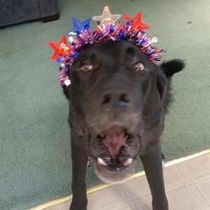 Meet your Posher, Jake